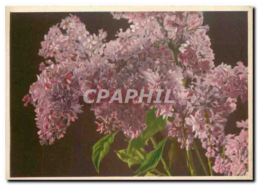 CPM Fleurs  Serenellas Syringe Vulgaris