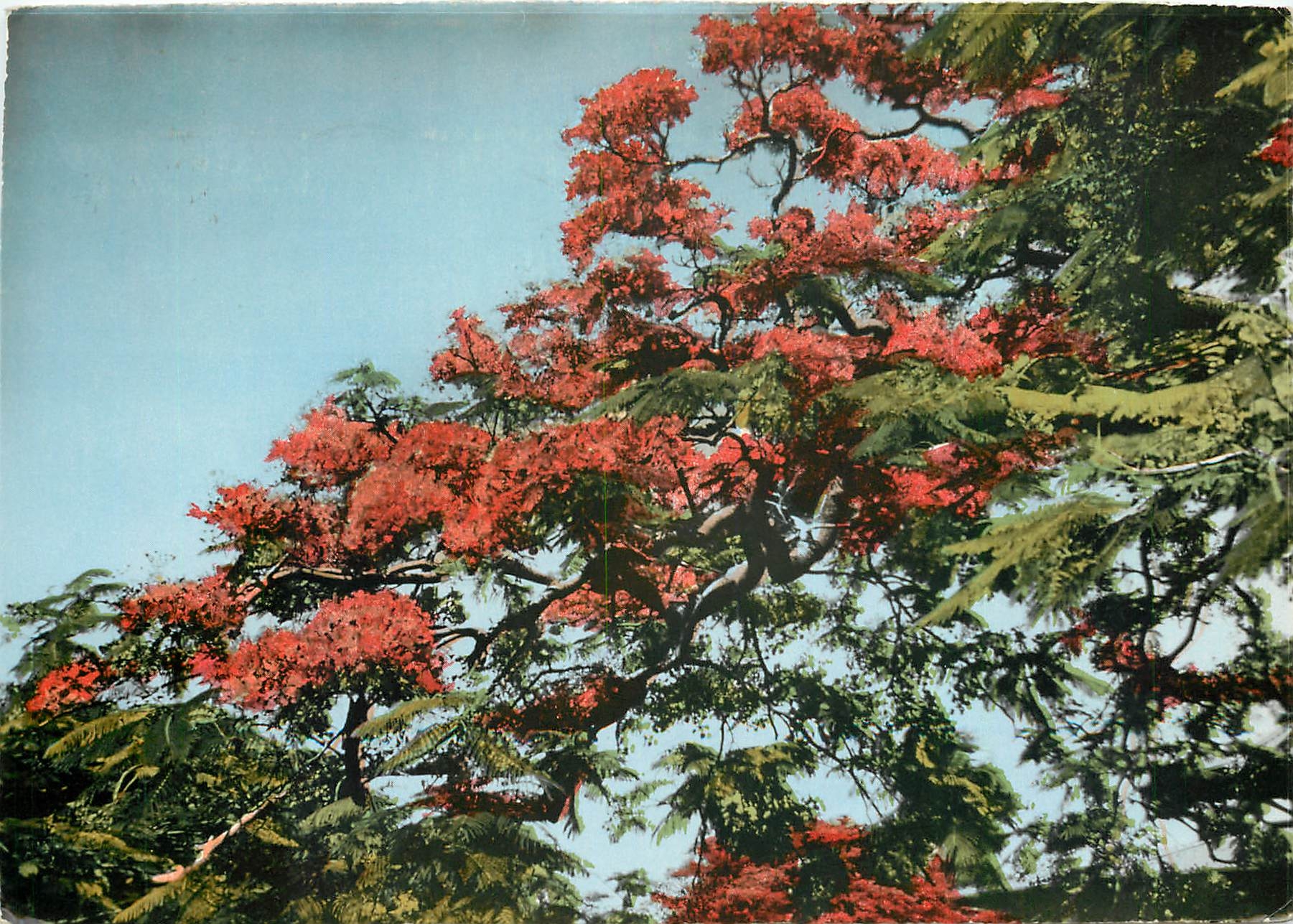CPM Fleurs  Flamboyant