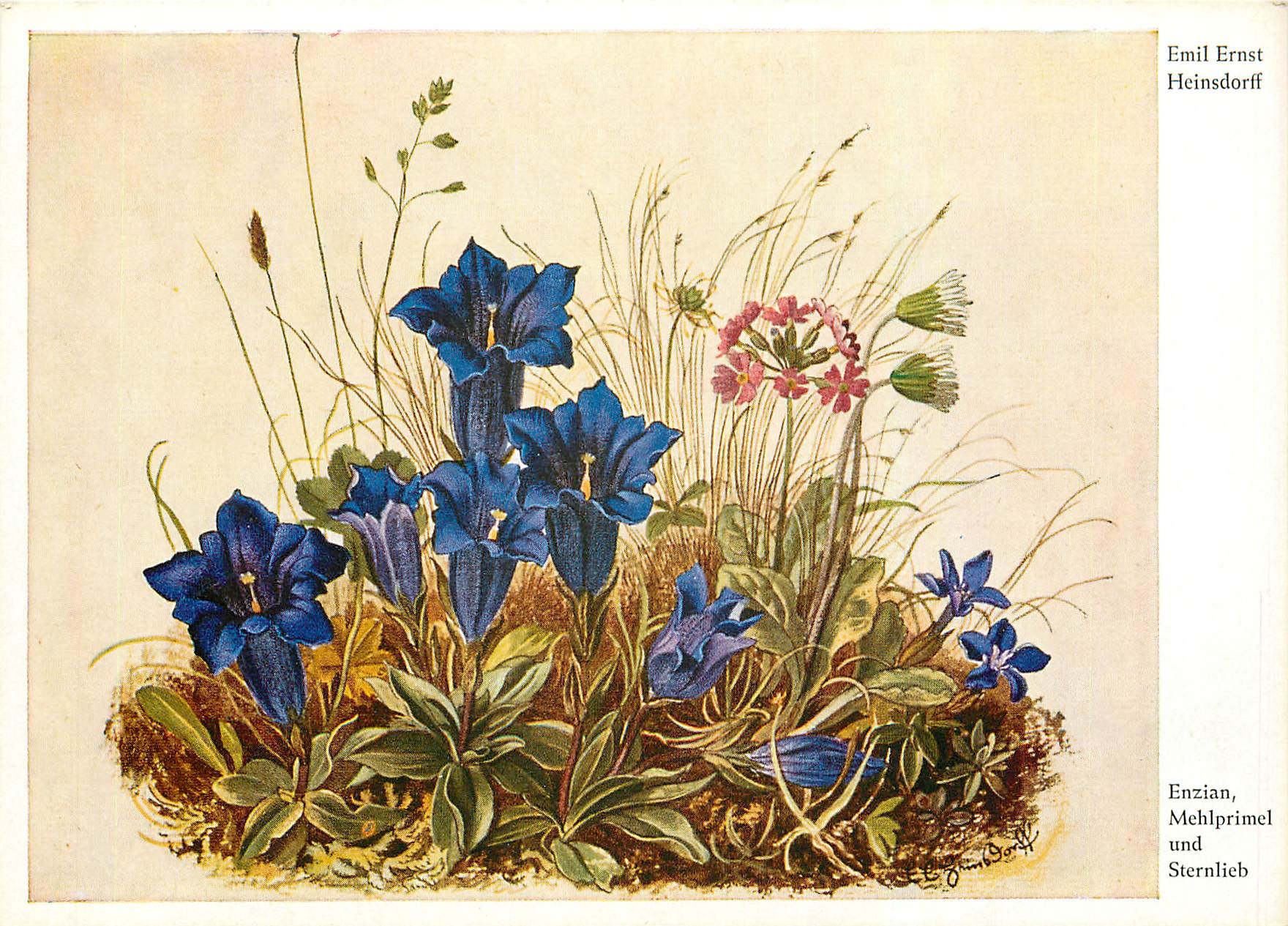 CPM Fleurs  