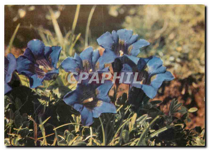 CPM Fleurs  Geuziana Gentiana acaulis