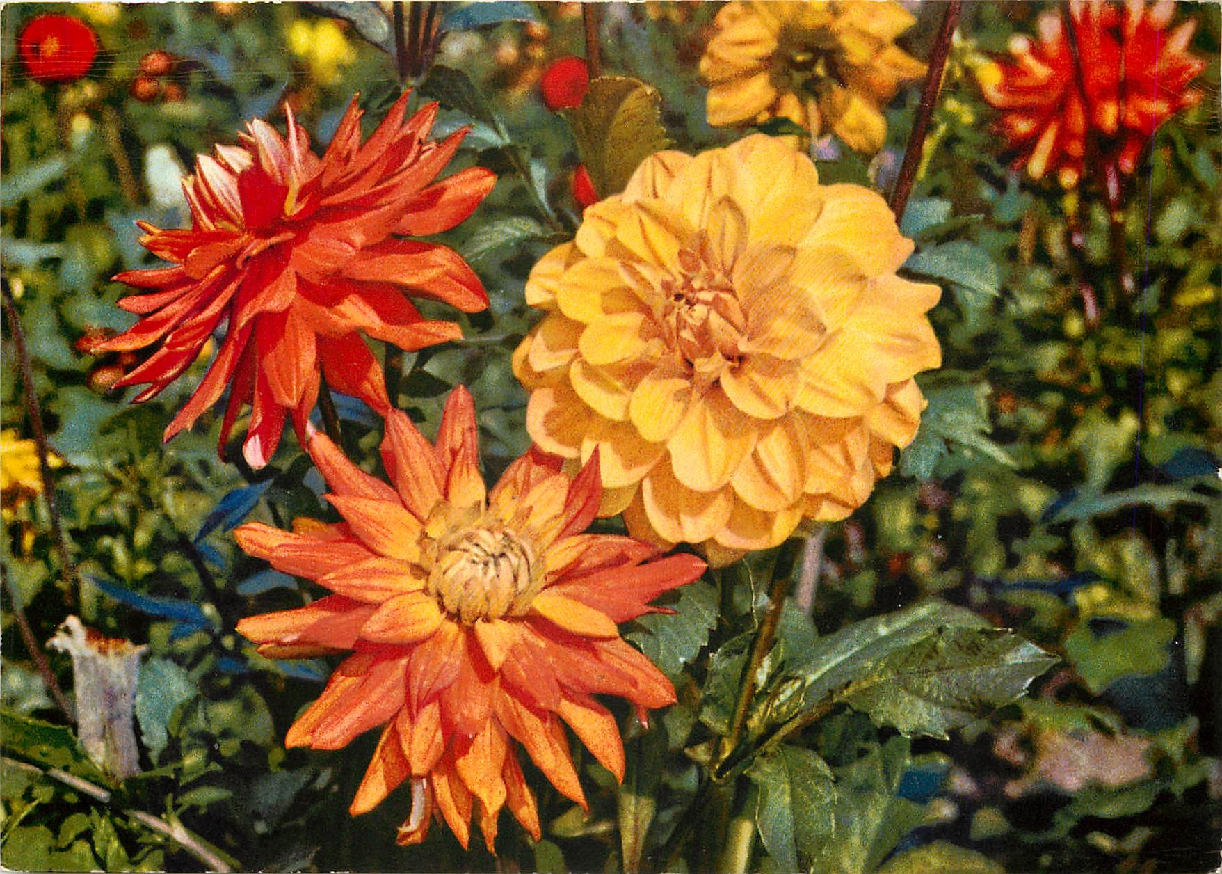 CPM Fleurs  Dahlia