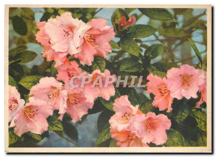 CPM Fleurs  