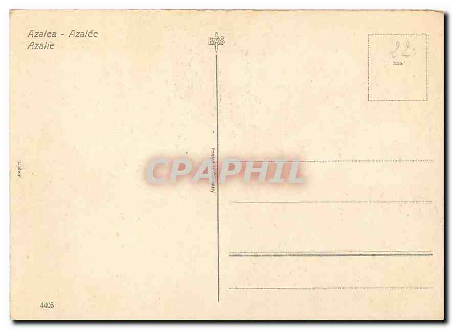 CPM Fleurs   — Verso
