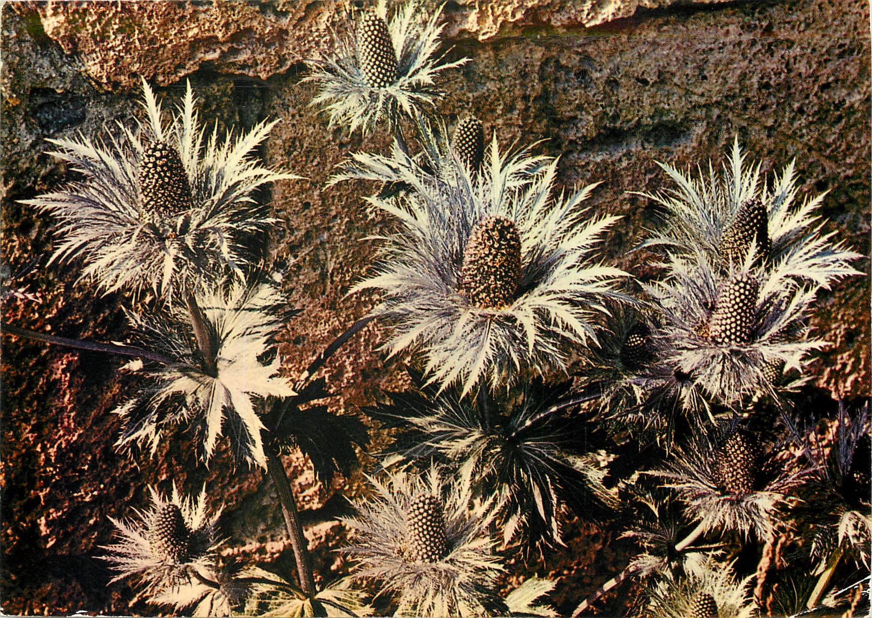 CPM Fleurs  Fleurs de la Montagne les Chardons bleus