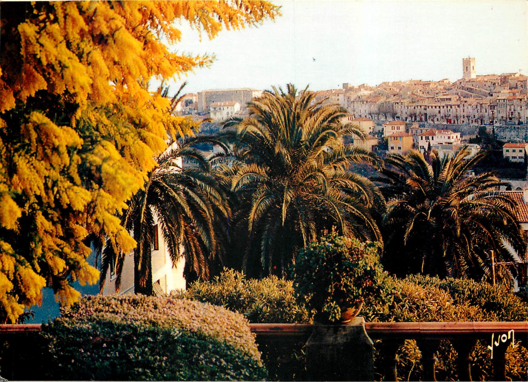CPM Couleurs et Lumiere de France La Cote d'Azur miracle de la nature Vence (A Mmes) Les Mimosas en 