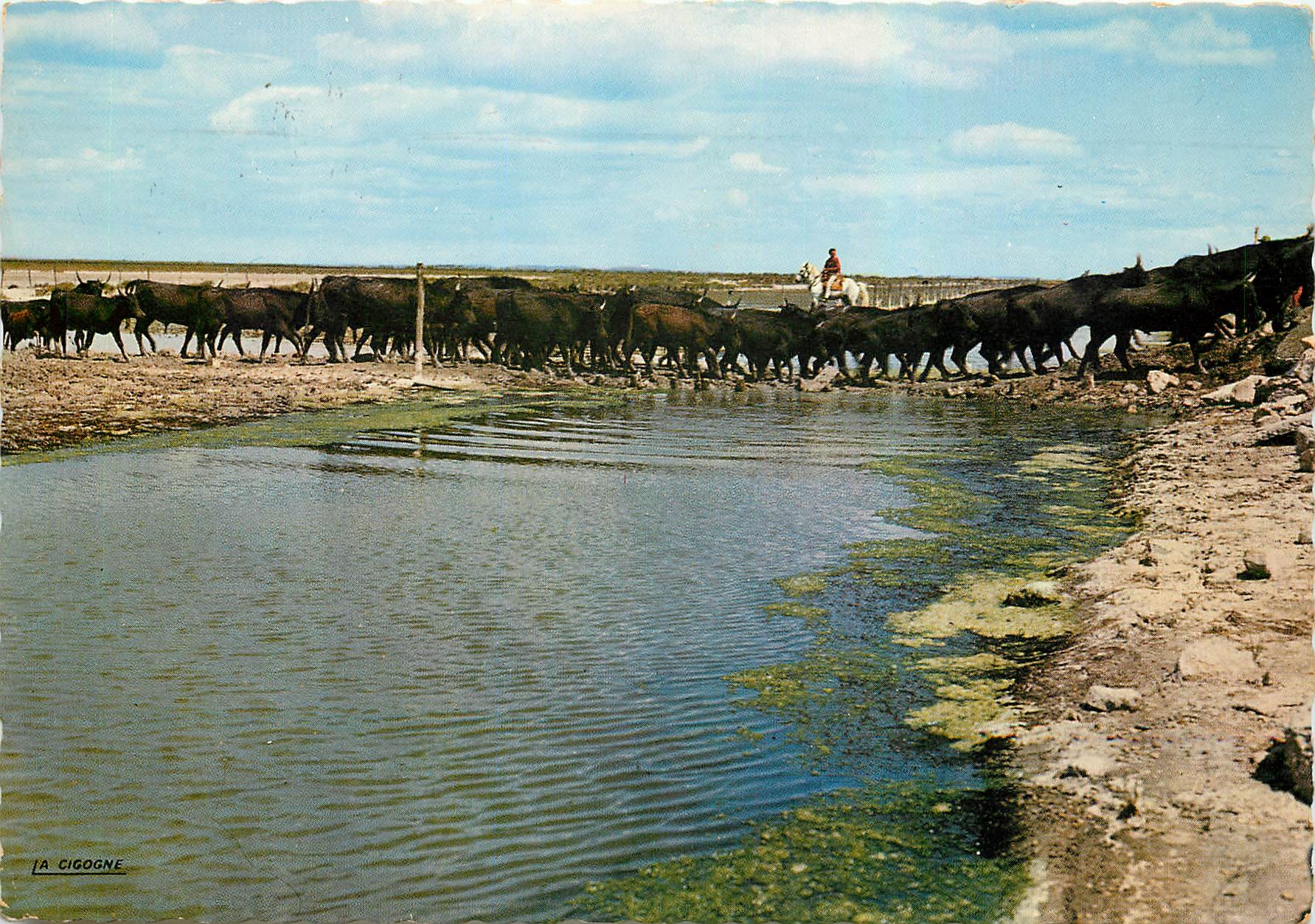 CPM Reflets de Provence Scene de la vie de Camargue la manade de Taureaux