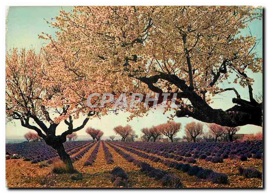 CPM Lavande et amandiers en fleurs dans les Alpes de Provence