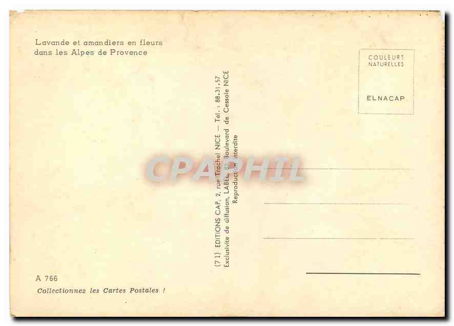 CPM Lavande et amandiers en fleurs dans les Alpes de Provence — Back