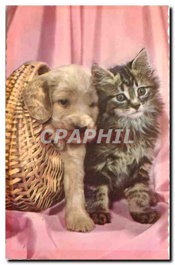 CPM Chat Chien