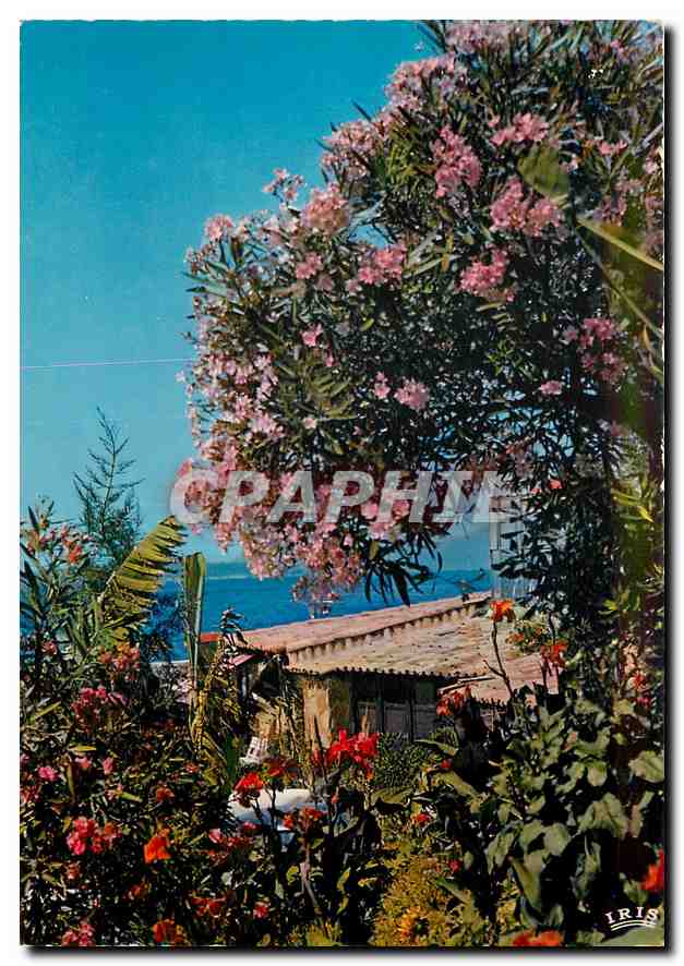 CPM Reflets de la Cote d'Azur sur les bords de la Mediterranee un coin Fleuri