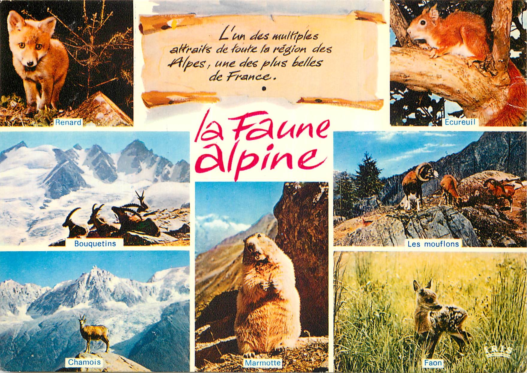 CPM La Faune Alpine L'Un des multiples attaits de toute la region des Alpes une des plus belles de F