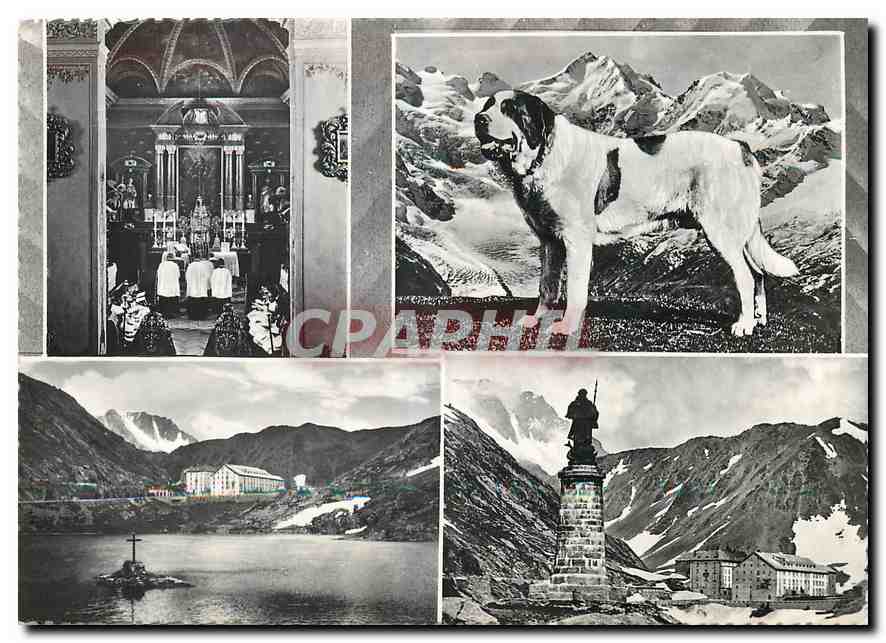 CPM Un Rocirdo sal Gran S Bernardo Chien St Bernard