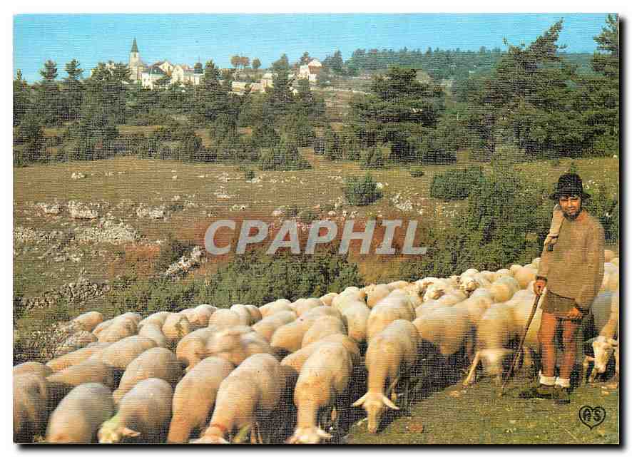 CPM Traditions les petits metiers chez nous le berger et son troupeau sur le causse