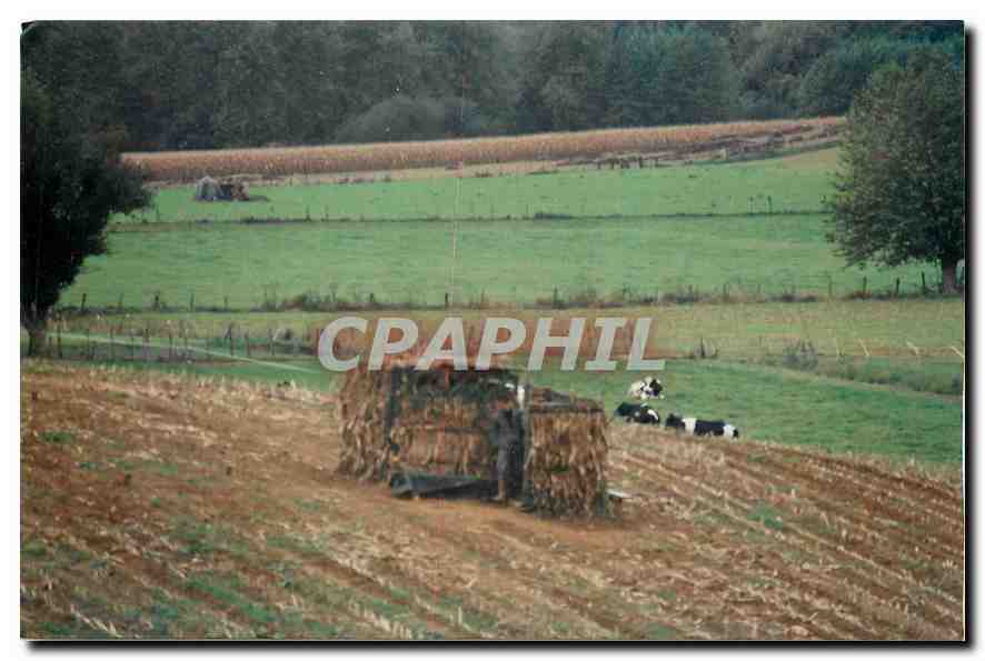Photo Paysan dans son pre Vaches