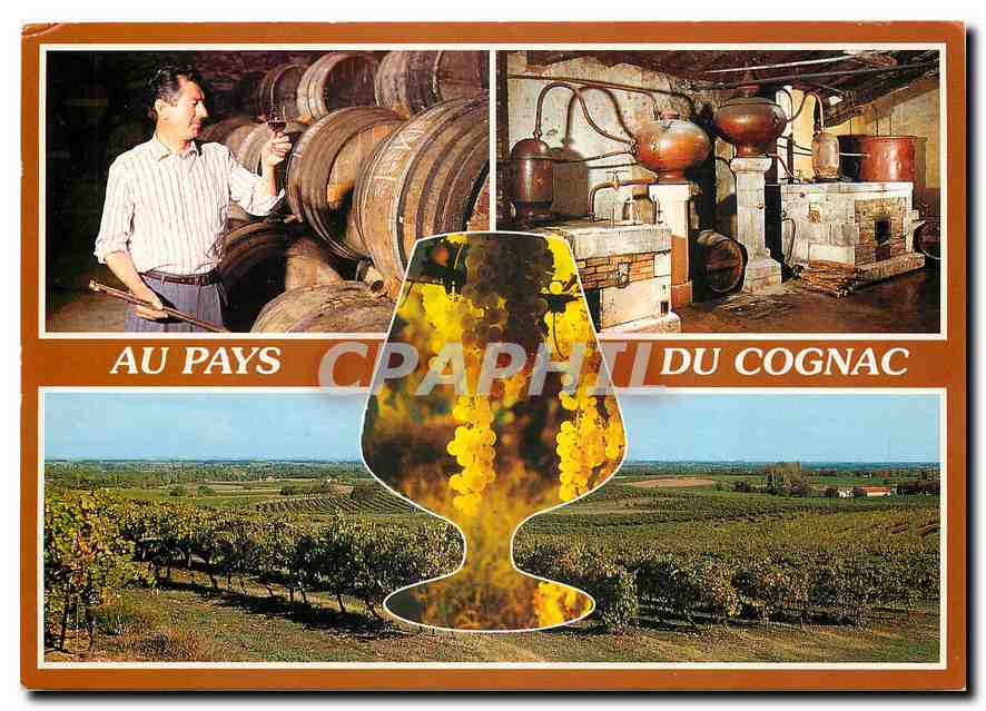 CPM Cognac (Charente) Maitre de Chat et distillerie de Cognac le Vignoble Charentais