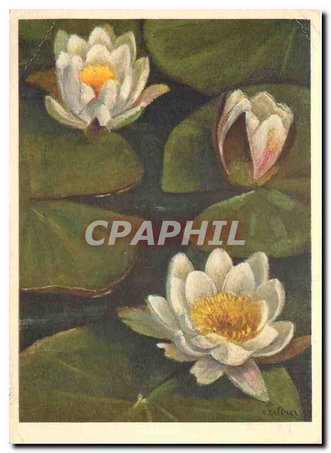 CPM Nymphaeaceae Nymphaea alba 