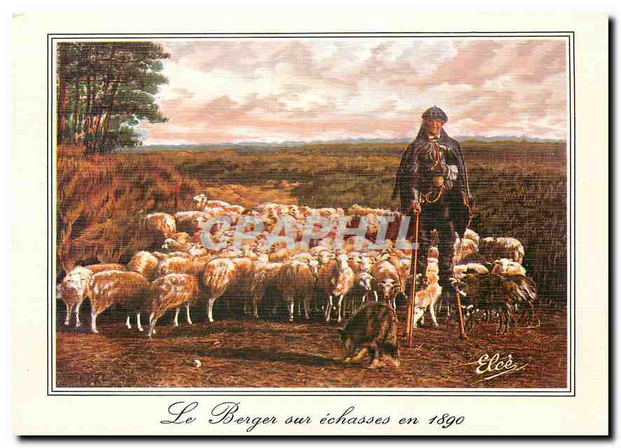 CPM Landes Vieille Gravure de 1890 le berger sur echasses gardant les Moutons 