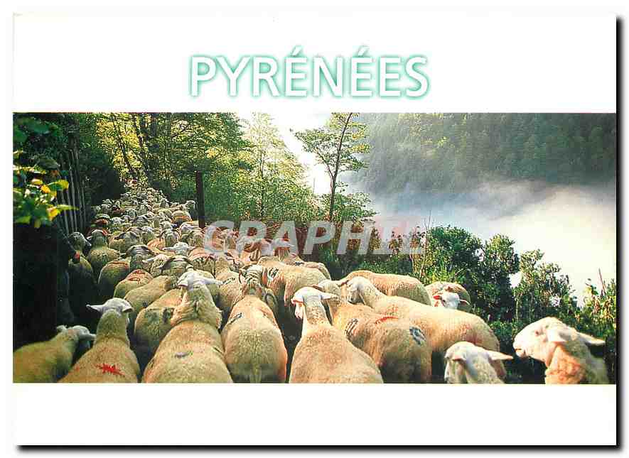 Transhumance — Pyrénées — Éditions Combier