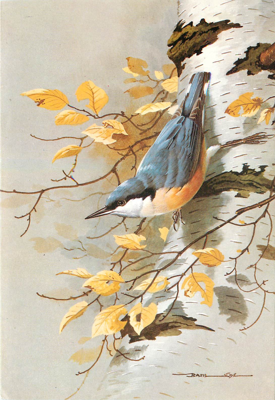 CPM Nuthatch by Basil Ede 