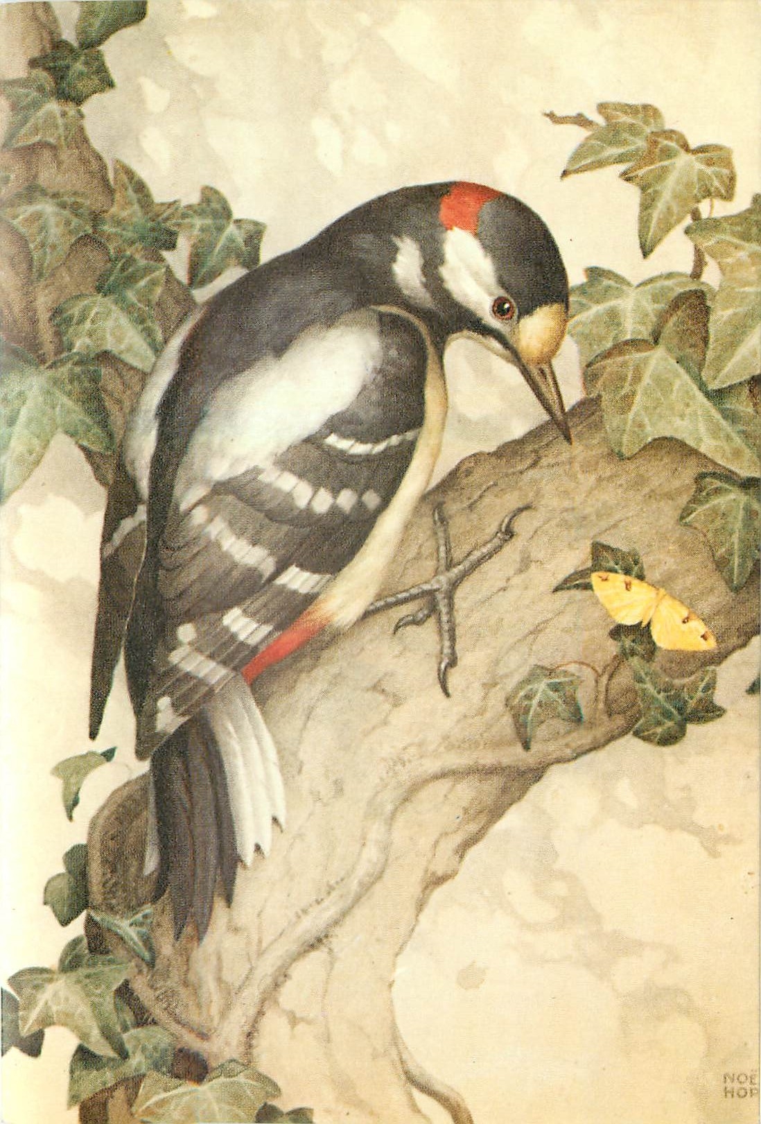 CPM Pied Woodpecker Noel Hopking 