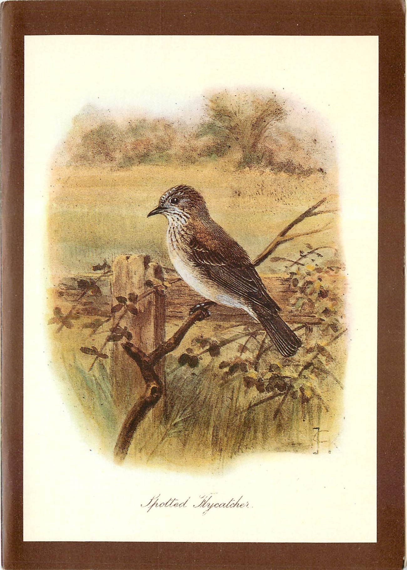 CPM Spotted Hycatcher 