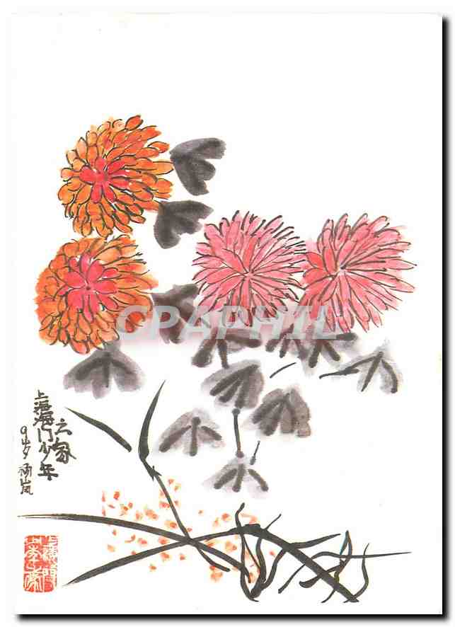 CPM Yang lan China Chrysanthemum 