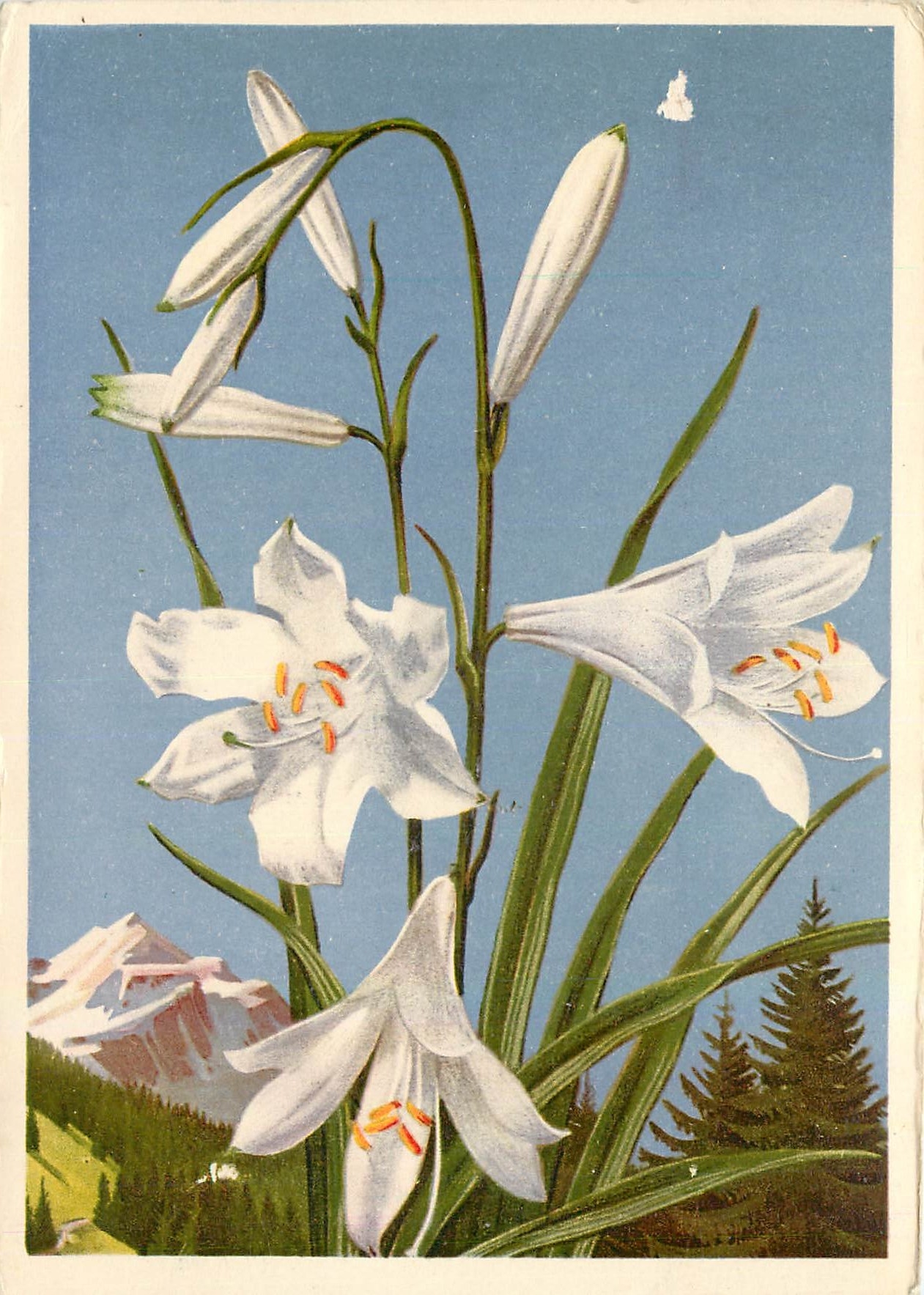 CPM La Flore de Montagne Paradisia Liliastrum 