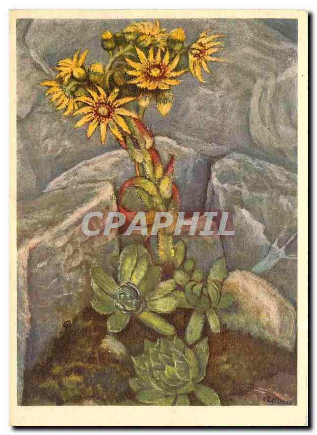 CPM Crassulaceae Sempervivum Wulient Hoppe 