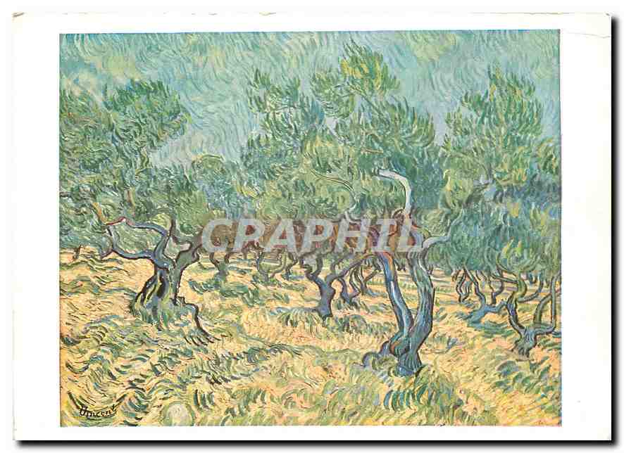 CPM Vincent van Gogh 1853 1890 Olive trees at St Remy 