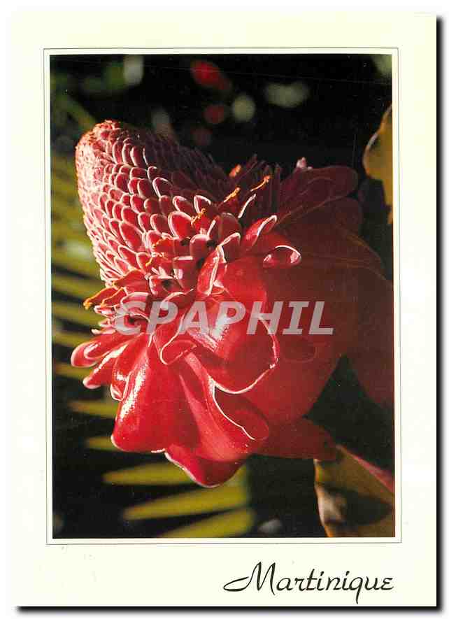 CPM La Martinique Rose de Porcelaine 
