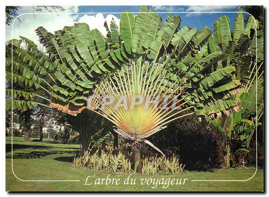 CPM L'arbre du voyageur Martinique Fort de France place de la savanne 