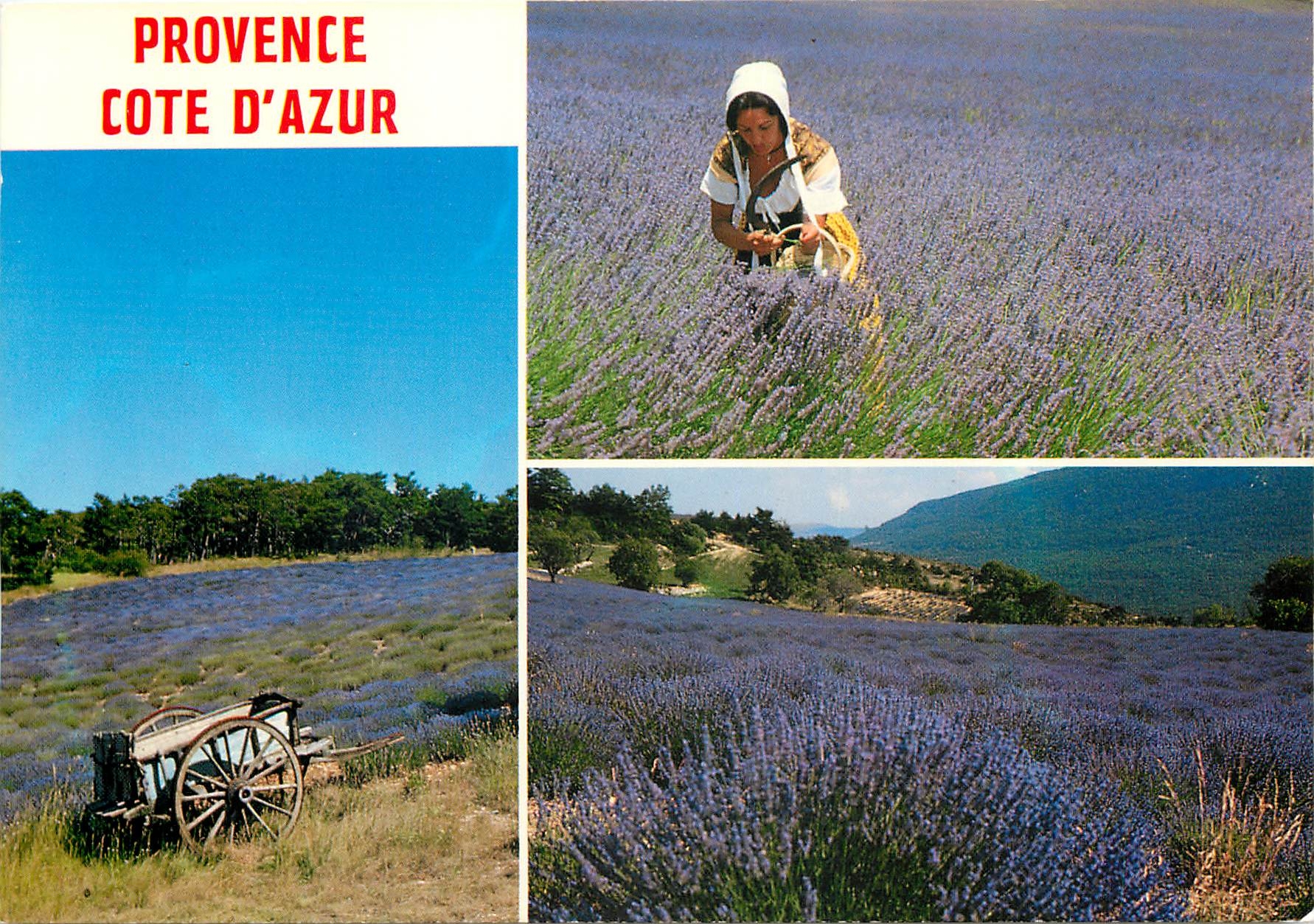 CPM Provence Cote d'Azur Au pays du soleil et de la lavande 