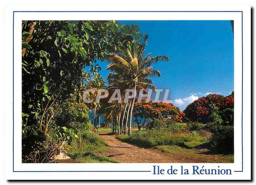 CPM Ile de la Reunion Cocotiers a Sainte Marie 