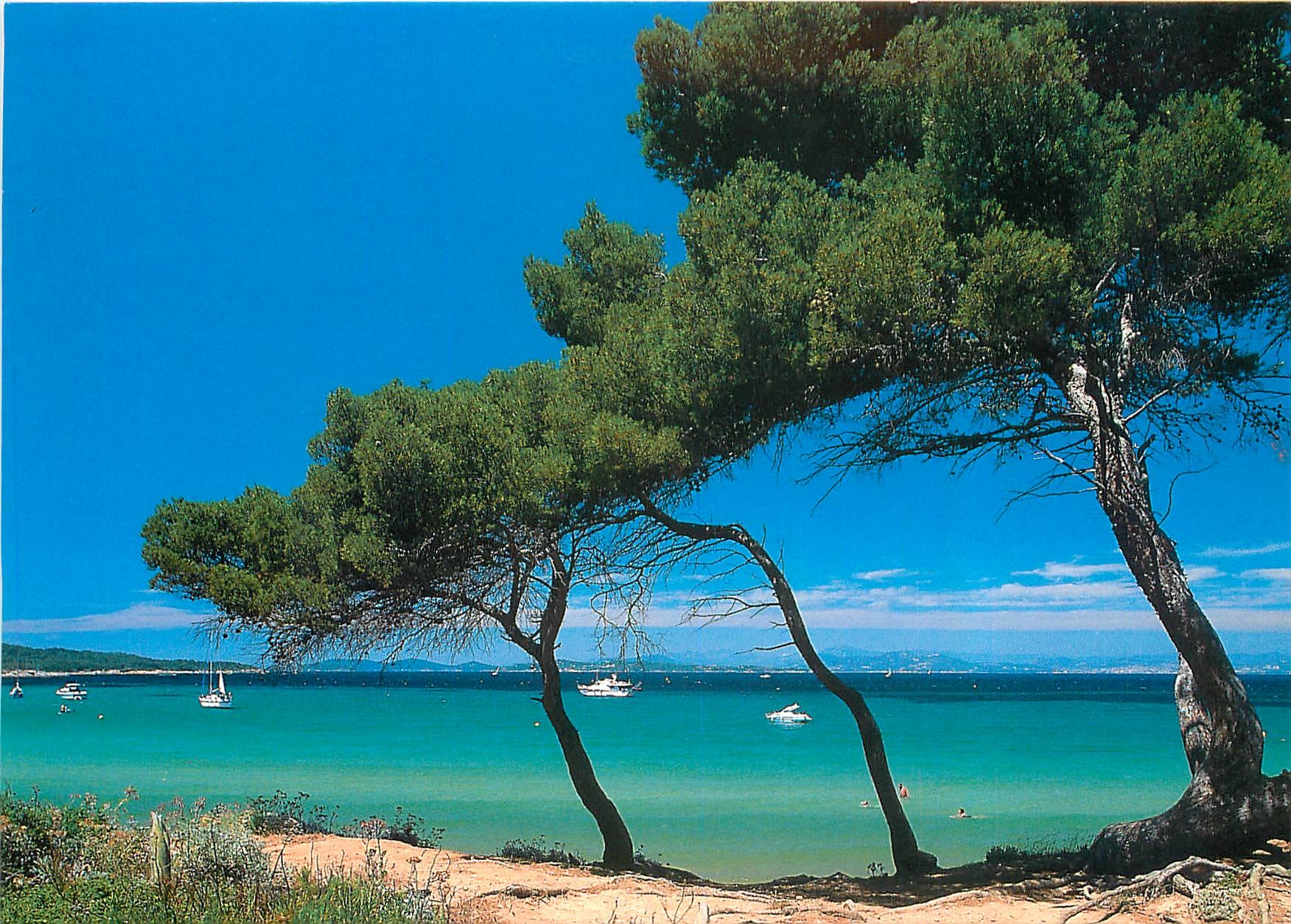 CPM Arbres