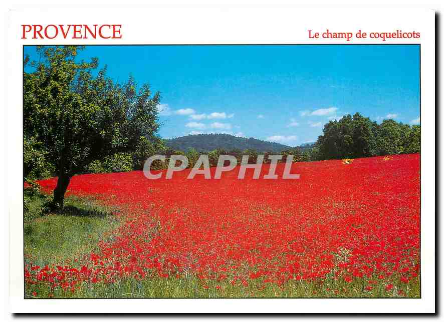 CPM Provence Le Champ de coquelicots 