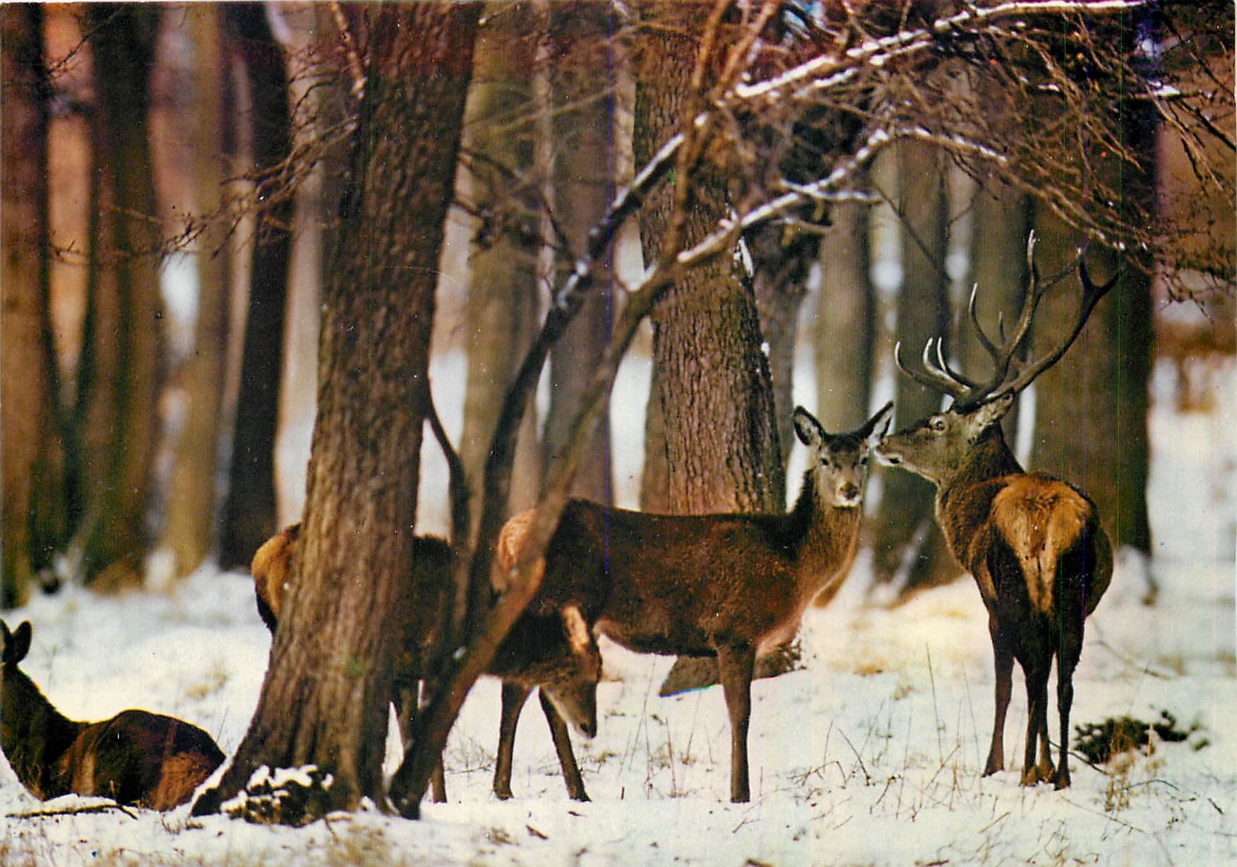 CPM Cerf et Biches Hirsch und Hindinnen Deers and Hinds Cervo e Cerve 
