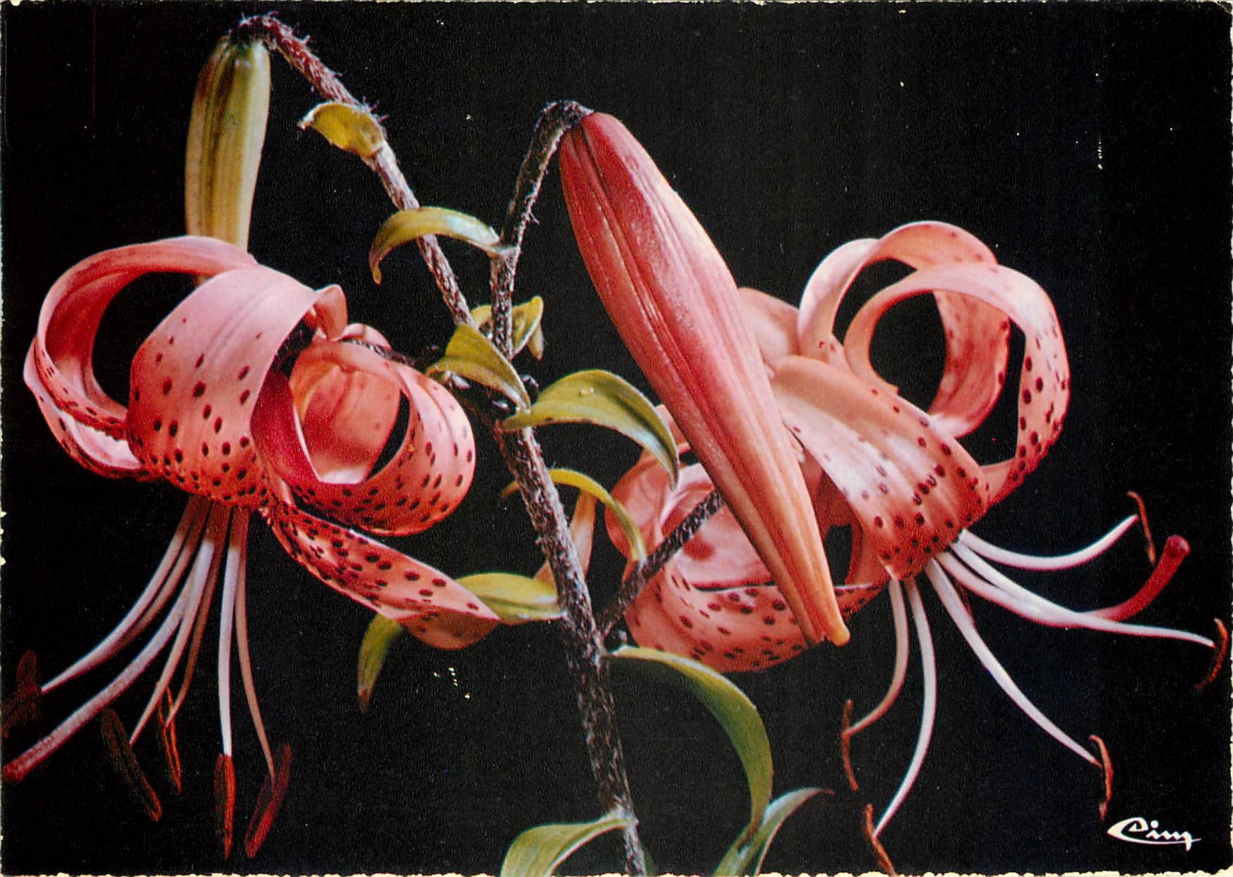 CPM Fleurs de Montagne Le Lis Martagon Lilium Martagon 