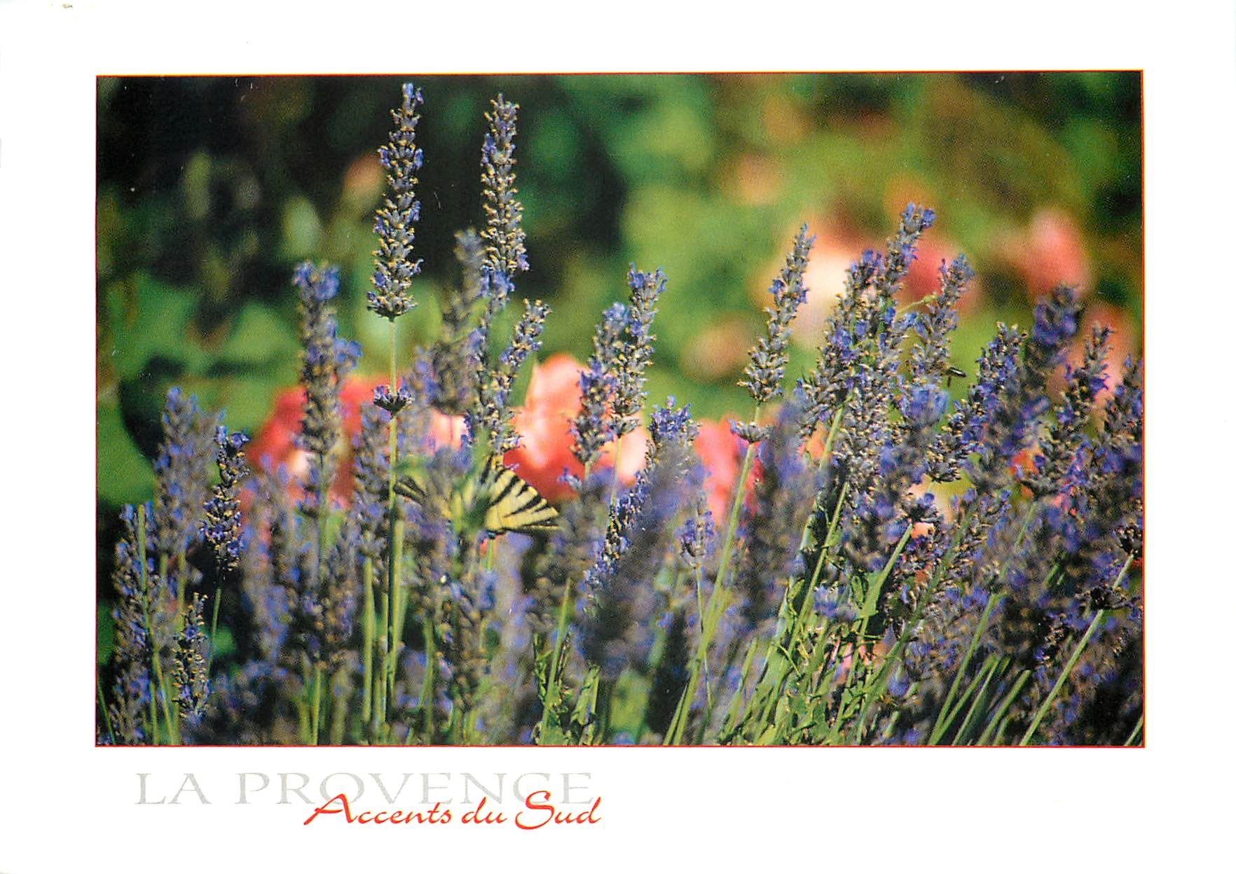 CPM La Provence Accents du Sud 