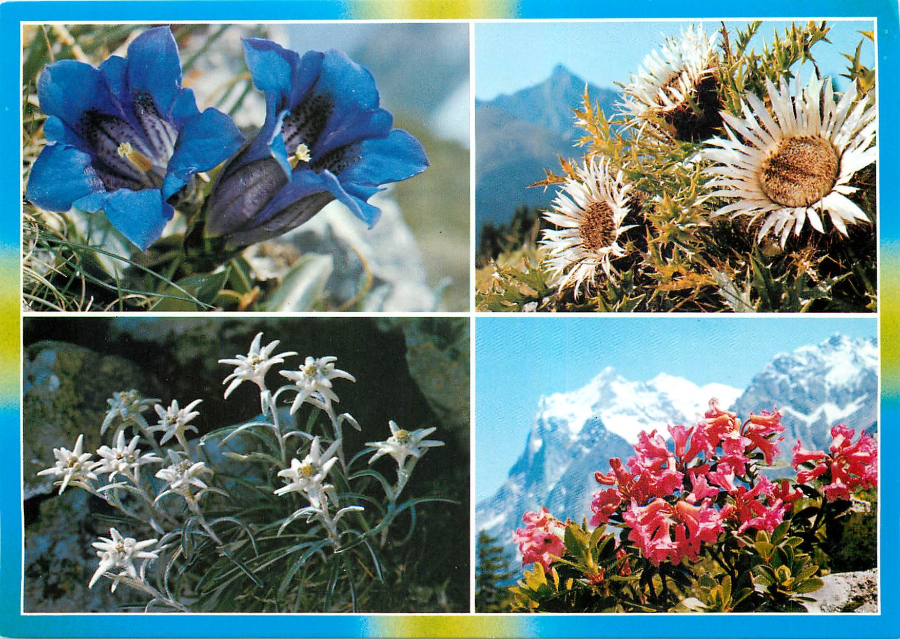 CPM Flore des Montagnes Gentiane Carline Edelweiss Rhododendrons 