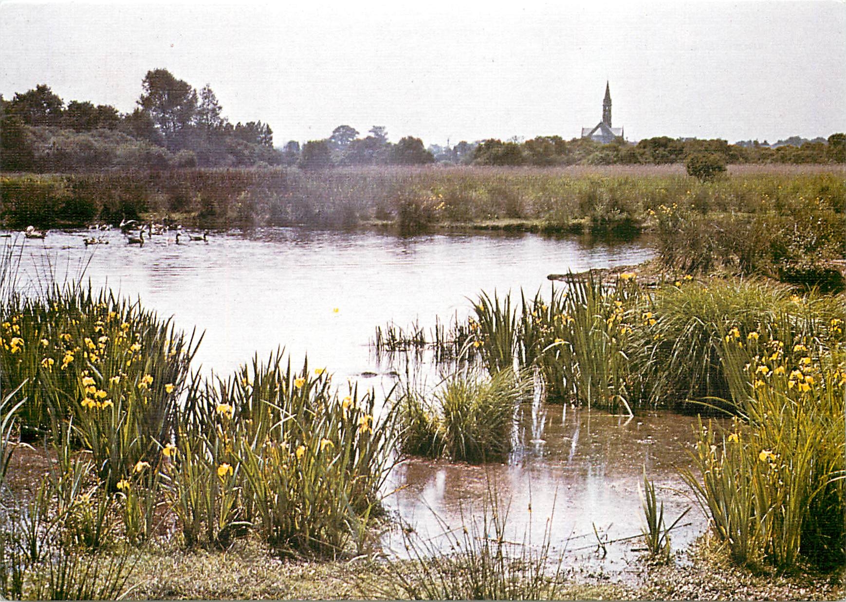 CPM Parc Regional de Briere Loire Atl au printemps 