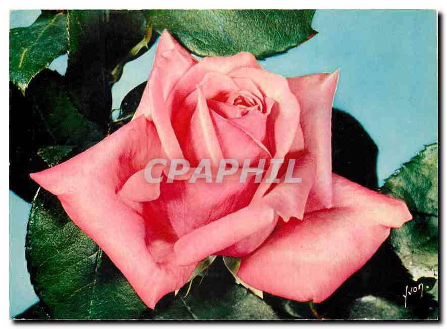 CPM Jolie Roses de France Carina Meilland 