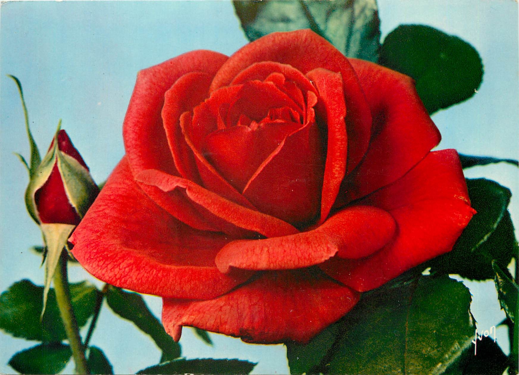 CPM Fleurs  Jolie Roses de France Soraya Meilland 