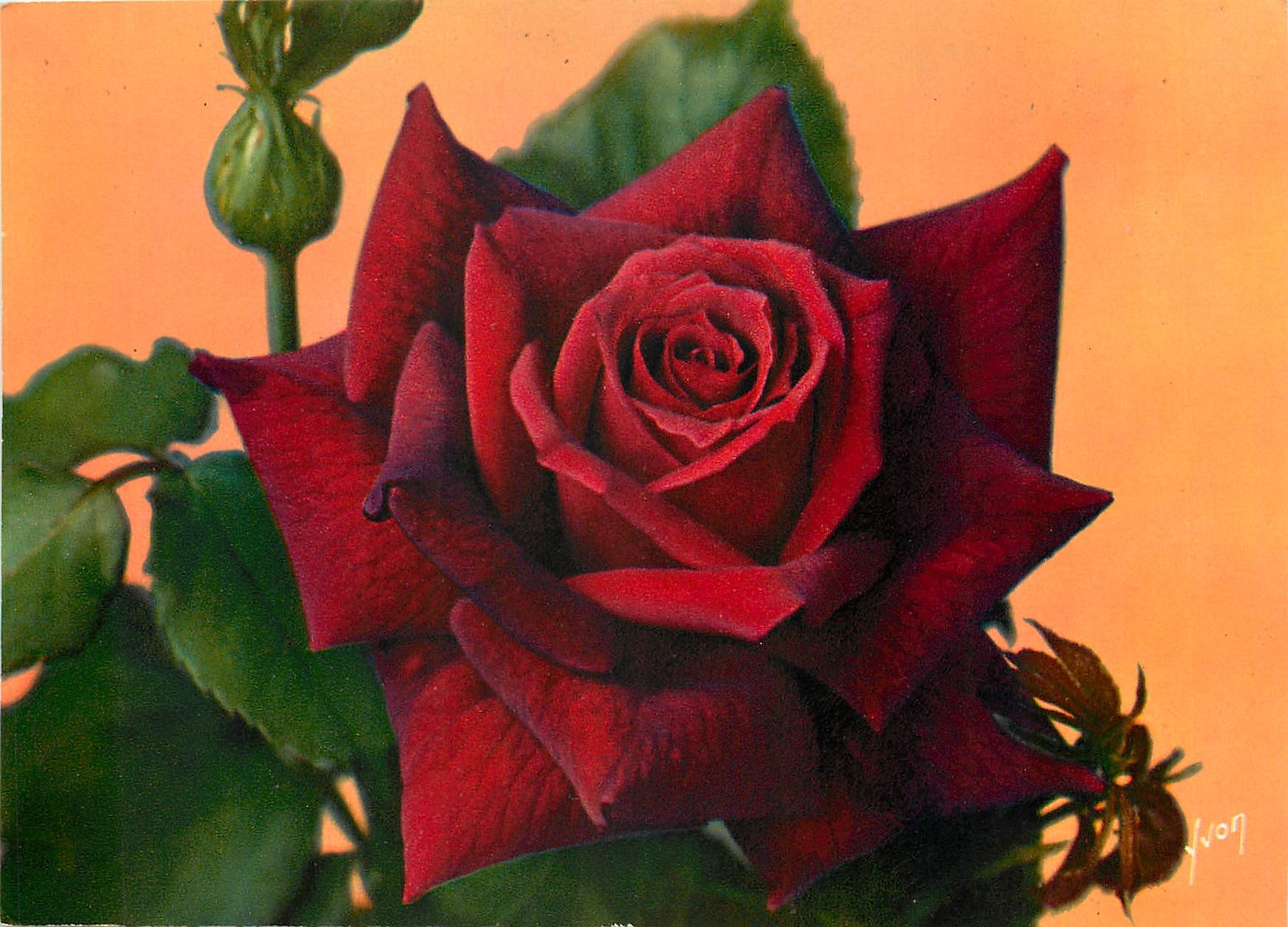 CPM Fleurs  Jolies Roses de France Rouge Meilland 