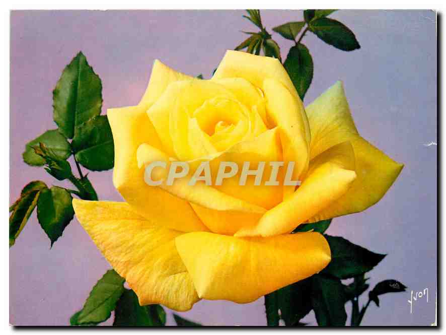 CPM Fleurs  Jolies Roses de France Grisbi Meilland 