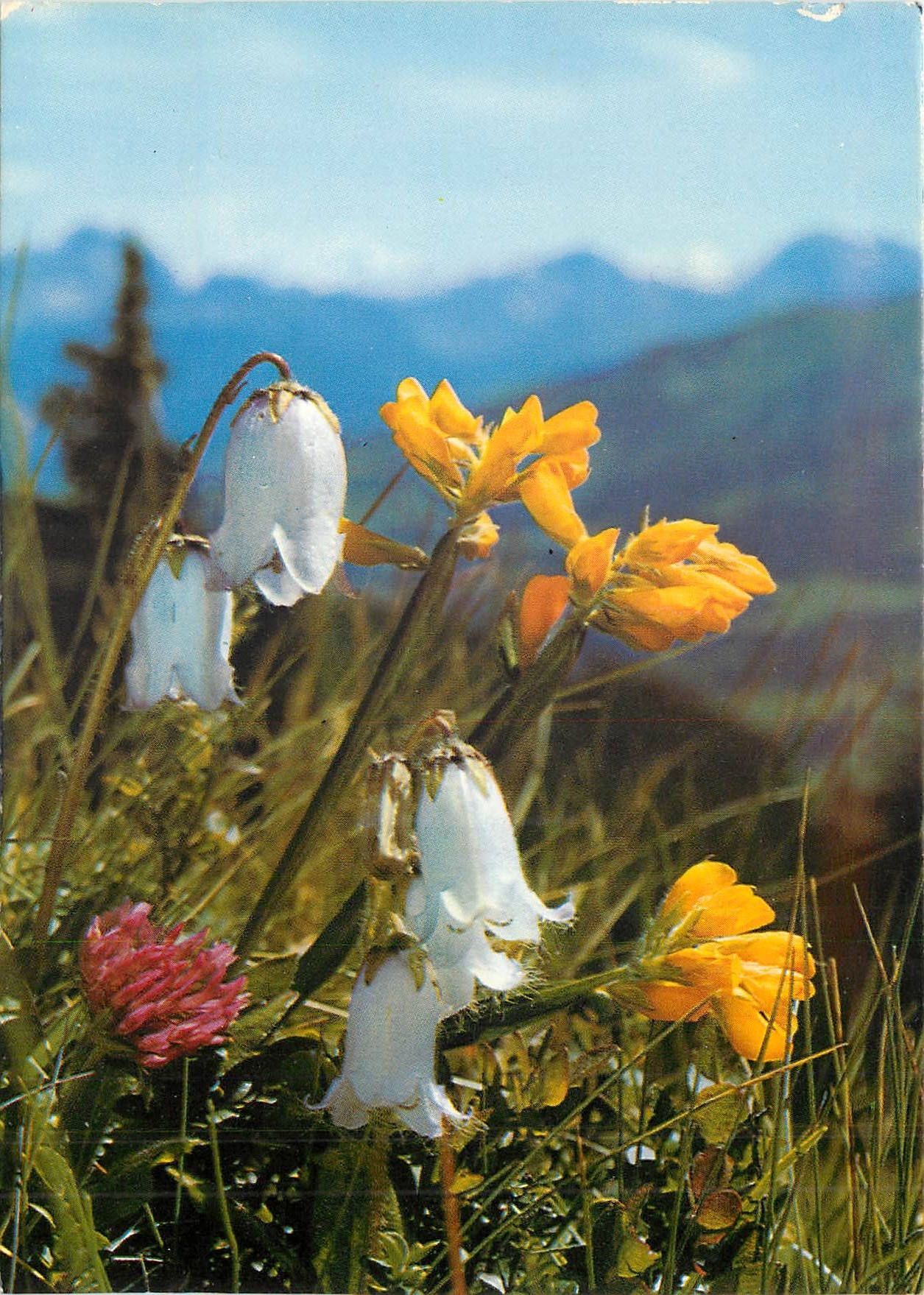 CPM Fleurs de Montagne Campanule barbue et genet 