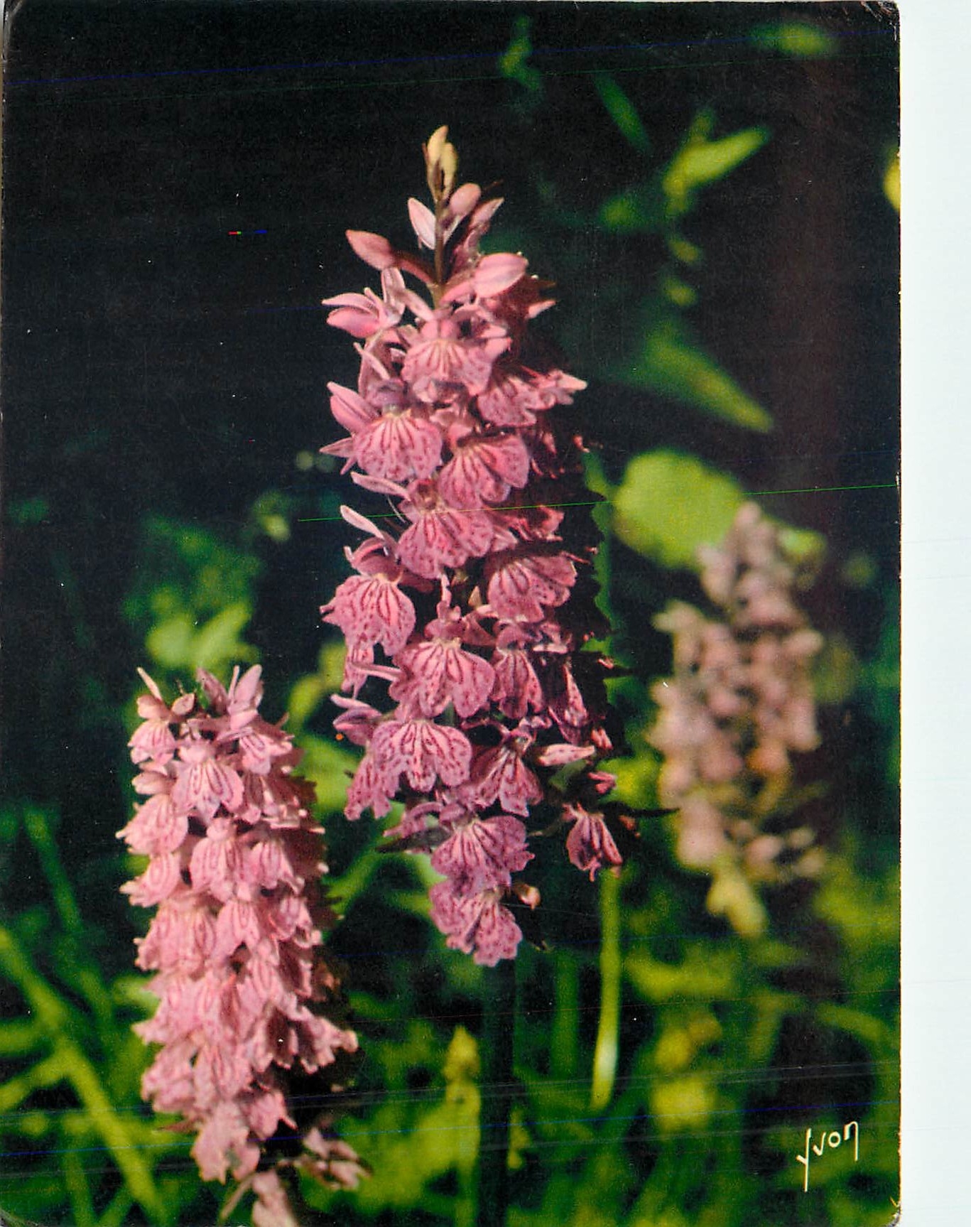 CPM Jolies Fleurs de Montagne Orchidee odorante 