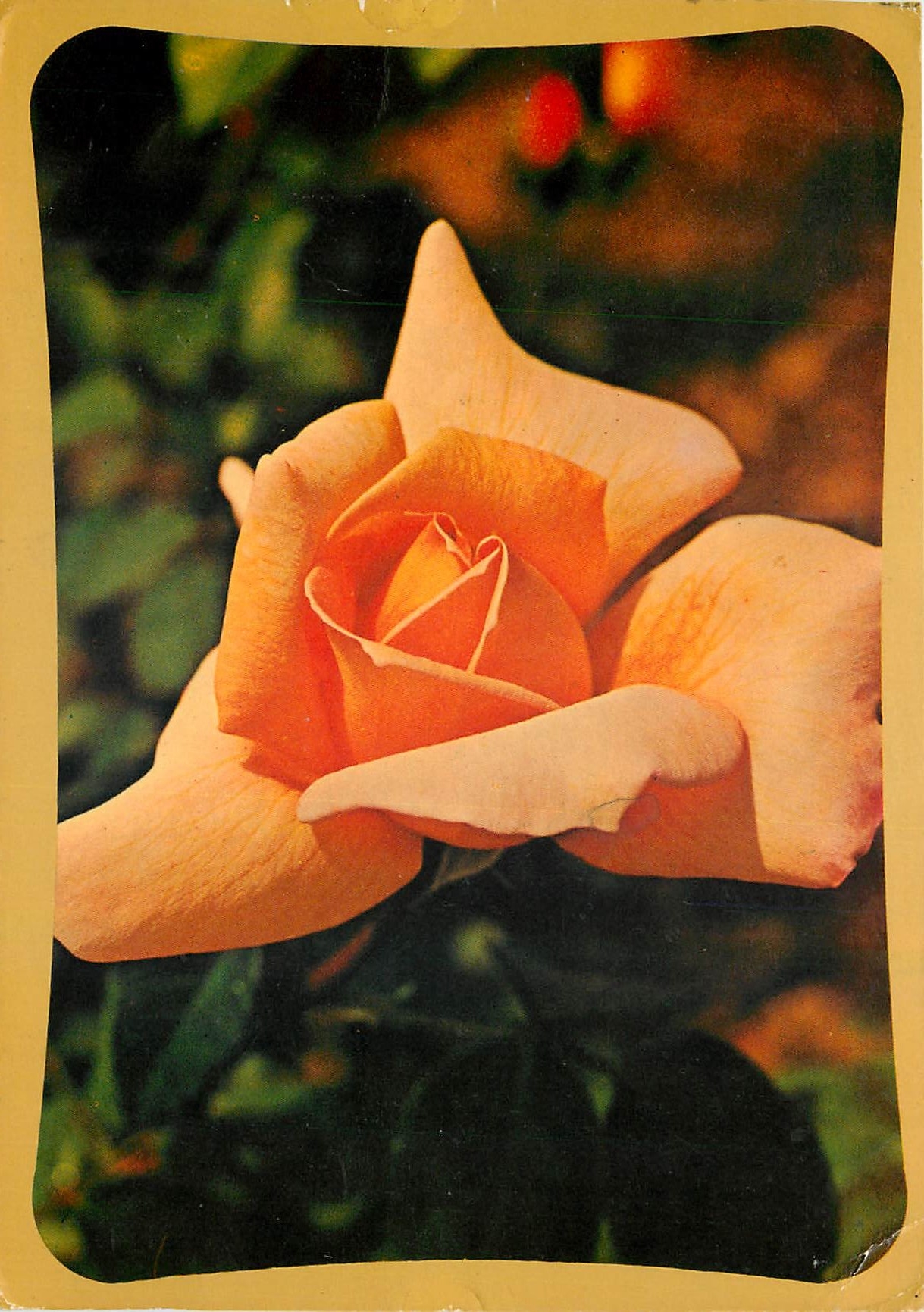 CPM Fleurs