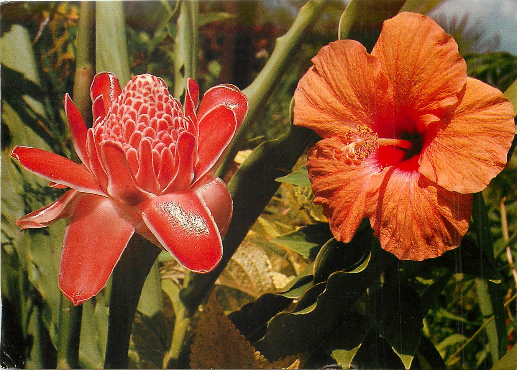 CPA Antilles Francaises Rose porcelaine et Hibiscus 