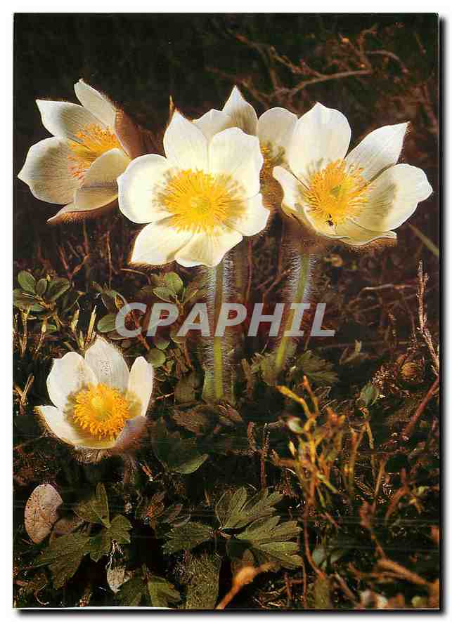 CPA Anemone vernalis 