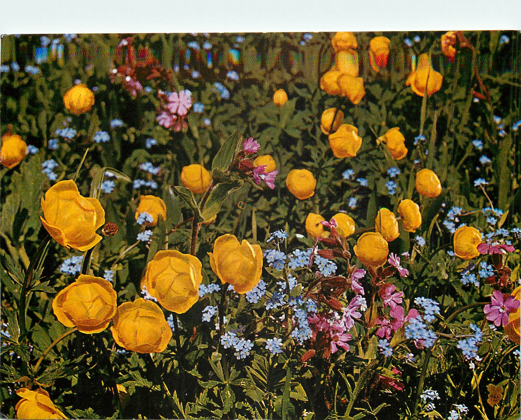 CPA Alpen Flora Trollblume Trollius europaeus 